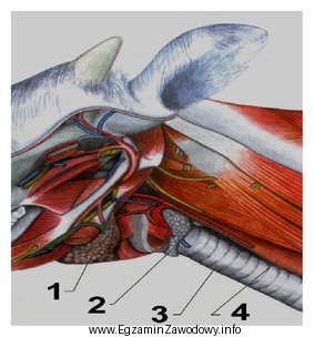 Na rysunku przedstawiającym narządy wewnętrzne szyi bydł