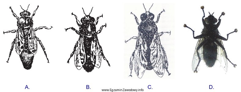 Który z rysunków przedstawia matkę pszczelą?