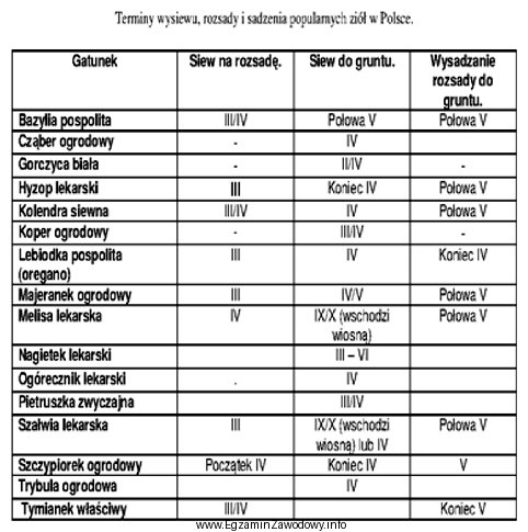 Na podstawie danych zawartych w tabeli wskaż warzywo przyprawowe, któ