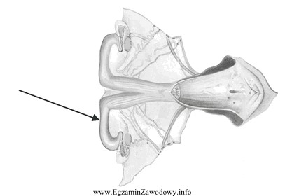 Na rysunku przedstawiającym narządy rozrodcze krowy, strzałka 