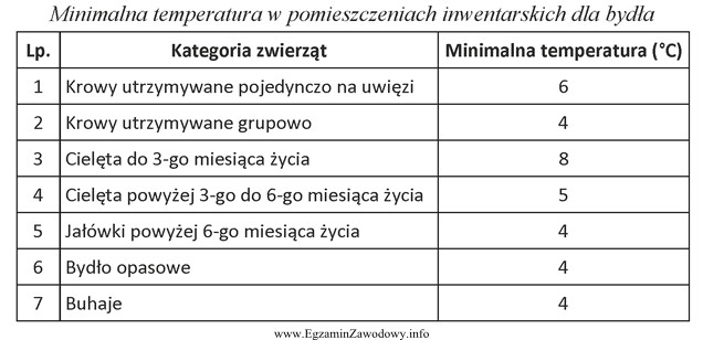 W pomieszczeniu inwentarskim przebywają krowy na uwięzi i cielę