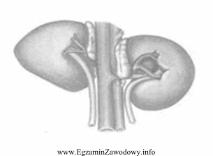 Schemat przedstawia nerki