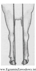 Przedstawiona na rysunku postawa kończyn przednich, w której 