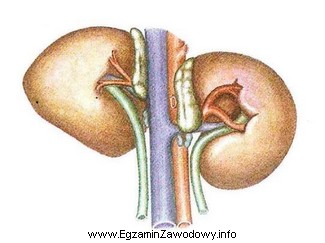 Ilustracja przedstawia schemat zewnętrznej budowy nerek