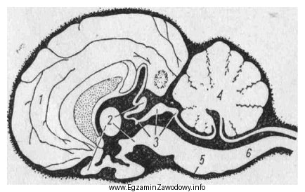 Na rysunku przedstawiającym przekrój strzałkowy mózgowia 