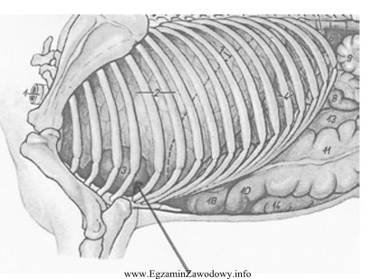 Na rysunku przedstawiającym narządy wewnętrzne konia strzał