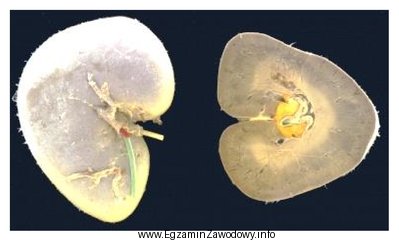 Ilustracja przedstawia nerki