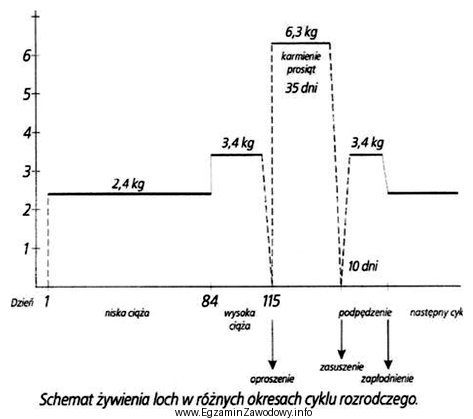 Korzystając z poniższego schematu żywienia loch w 