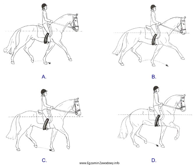 Na którym rysunku przedstawiono jeźdźca w kłusie wycią