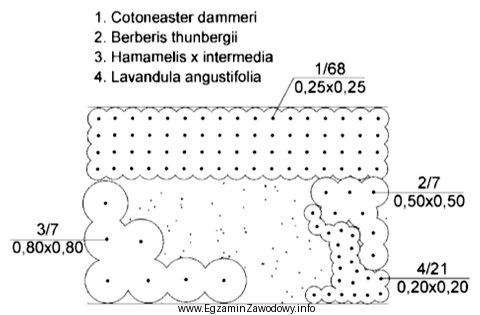 Ile wynosi projektowana rozstawa sadzenia lawendy wąskolistnej (Lavandula angustifolia) 