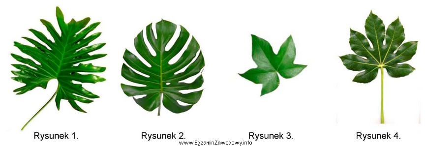 Na którym rysunku przedstawiono liść fatsji japońskiej?