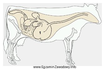 Którą część anatomiczną krowy zaznaczono cyfrą 