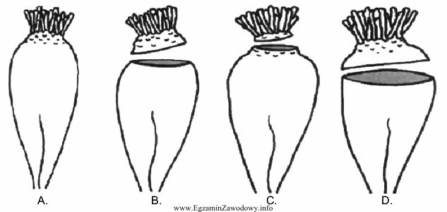 Na którym rysunku pokazano prawidłowe ogłowienie korzenia 