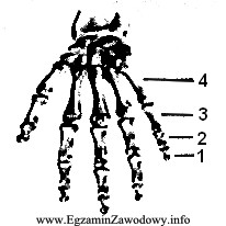 Na rycinie zamieszczono kości dłoni. Paliczek bliższy 