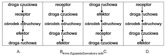 Na którym schemacie przedstawiono drogę przebiegu impulsu w ukł