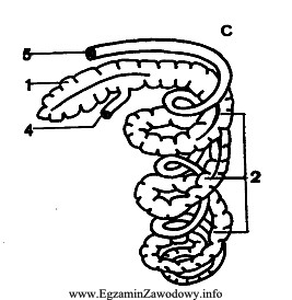 Rysunek przedstawia jelito grube świni. Cyfrą 1 oznaczono na rysunku: