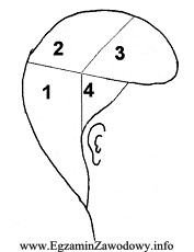Zgodnie z przedstawionym na rysunku podziałem głowy na 