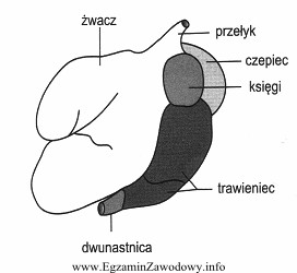 Rysunek przedstawia żołądek