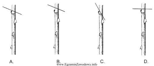 Wskaż prawidłowy sposób cięcia pędu ró