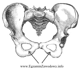 Na rysunku przedstawiono miednicę. Strzałkami zaznaczono kości