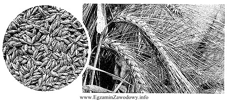 Na zdjęciu przedstawiono ziarno i kwiatostan