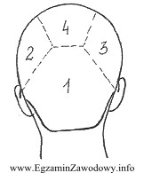 Prezentowany na zamieszczonym rysunku podział włosów nie ma 