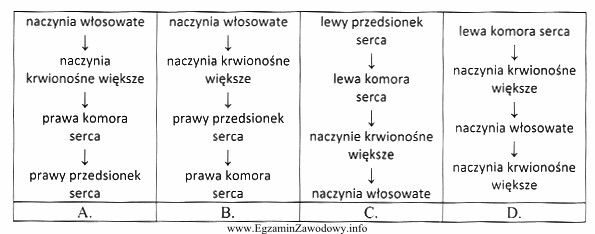 Który schemat przedstawia drogę krwi żylnej w krwiobiegu 