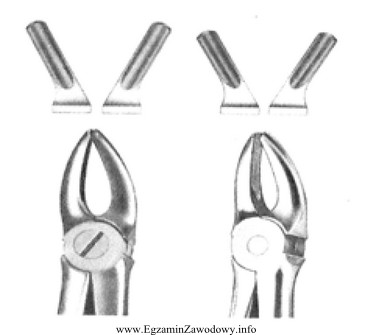 Przedstawione na rysunku kleszcze służą do usuwania zę
