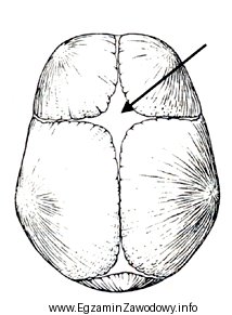 Na rysunku przedstawiającym czaszkę noworodka strzałką zaznaczono