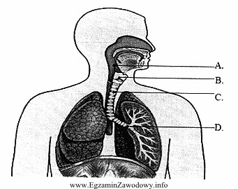 Jaką literą oznaczono na rysunku tchawicę?